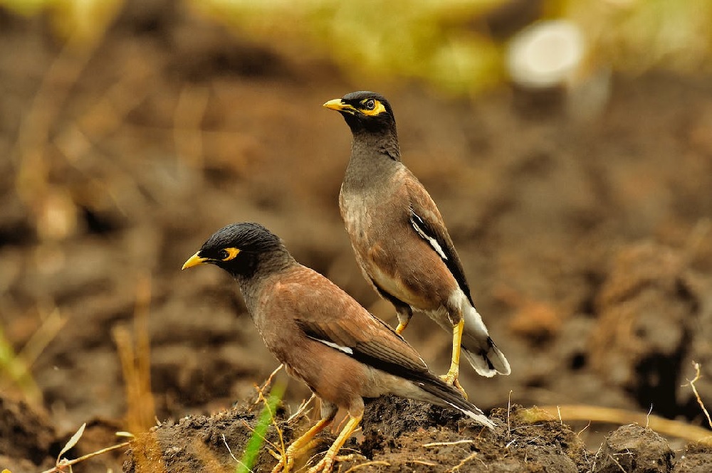Endangered Birds in India