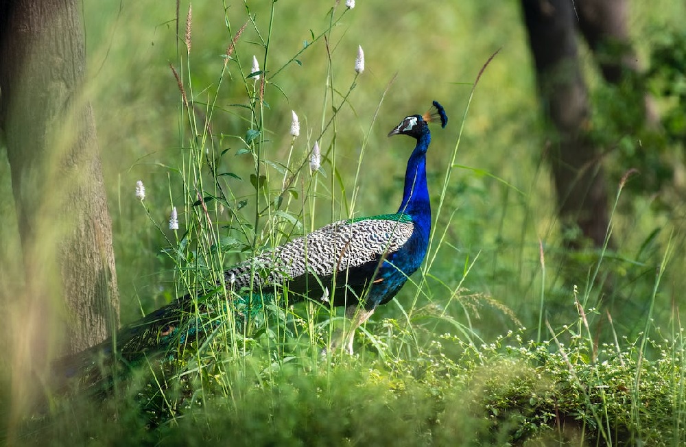 Essay on Peacock