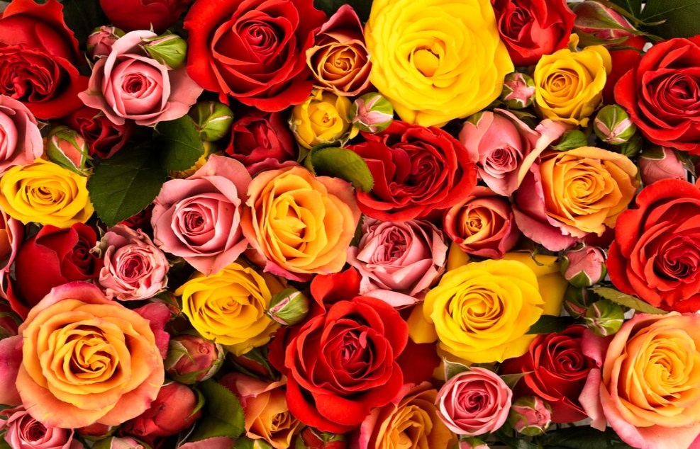 rose day roses buying guide